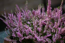Scotch heather.jpg